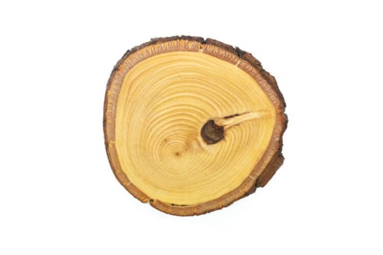 Přírodní Dřevěný podtácek Lípa M Dřevo voní